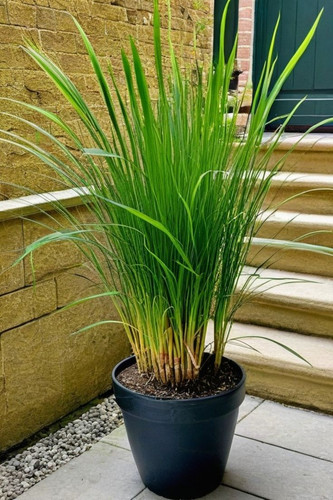 8 Clever Ways to Grow the Healthiest Lemongrass Plants.jpg