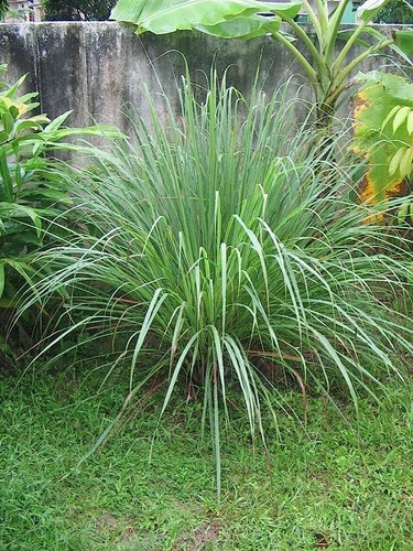 200 Lemon Grass Seeds Cymbopogon Flexuosus ,Caribbean fever grass, Perennial !.jpg