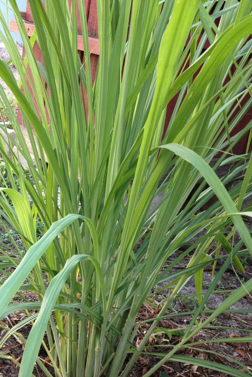 Lemon grass.jpg