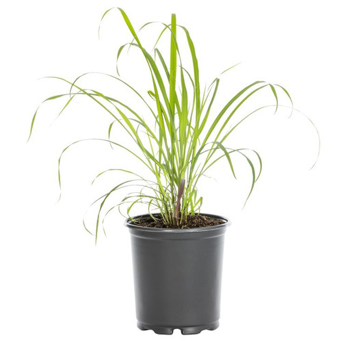 Metrolina Greenhouses Lemon Grass Plant in 2 Quart Pot 3 0 Pack 4756.jpg