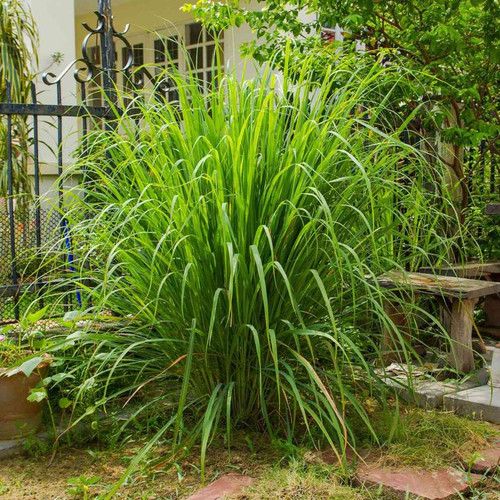 Growing Guide For Lemongrass.jpg