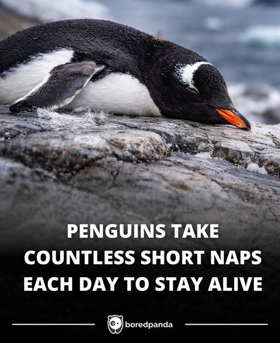 PENGUINS TAKE COUNTLESS SHORT NAPS EACH DAY TO STAY ALIVE.jpg