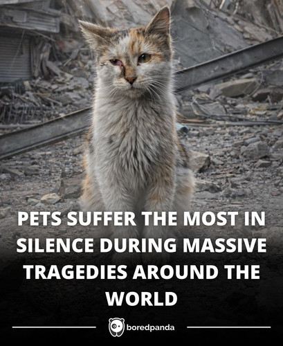 PETS SUFFER THE MOST IN SILENCE DURING MASSIVE TRAGEDIES AROUND THE WORLD.jpg