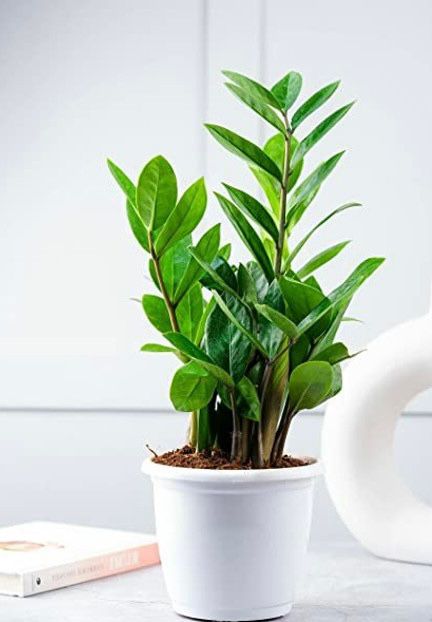 7cdb1b50 6ad7 4ad4 a25e cb66cafe9fba.jpg