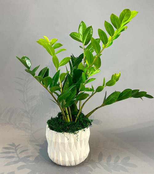 23762080 1e01 456a 904d c8d1a32e5e35.jpg