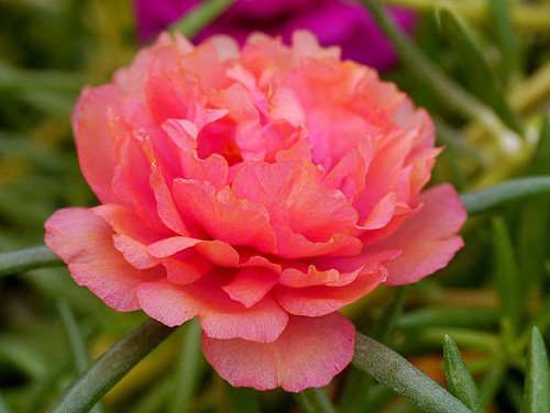 portulaca flower in the garden.jpg