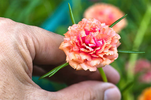 Portulaca flower in hand.jpg