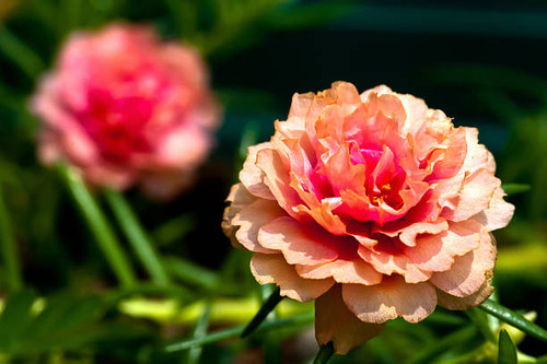Portulaca flower.jpg