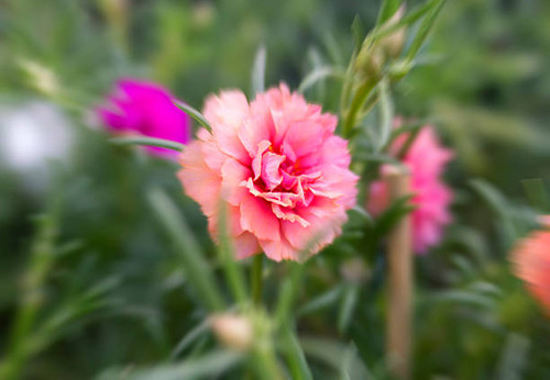 portulaca flowers in the garden..jpg