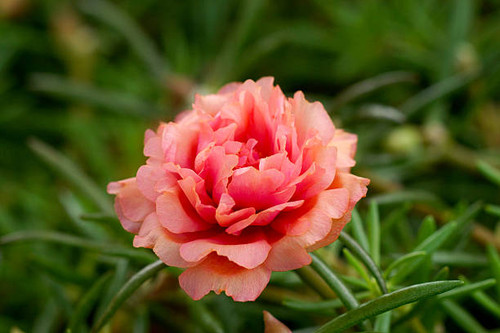 portulaca flowers at the garden..jpg