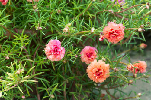 Sun plant flowers with leaves.jpg