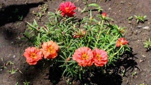 Soil for portulaca plant 500x281.jpg