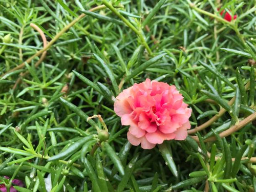 Little flower in the garden after the storm.jpg