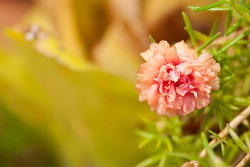 Small flower garden in beautiful bright colors..jpg