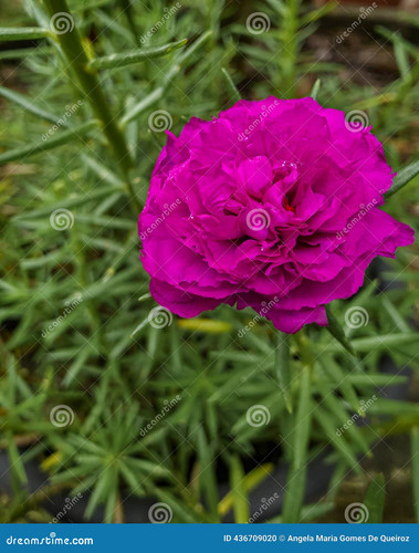 14 ornamental eleven o clock flower portulaca grandiflora intense magenta color photographed close u.jpg