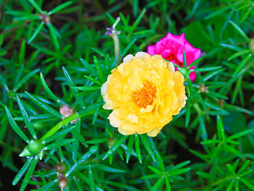 Portulaca flowers, Flowers commonly found in Thailand.jpg