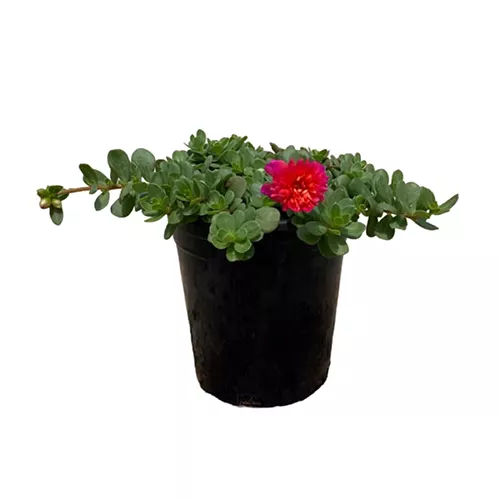 16 011316012 jpg.webp