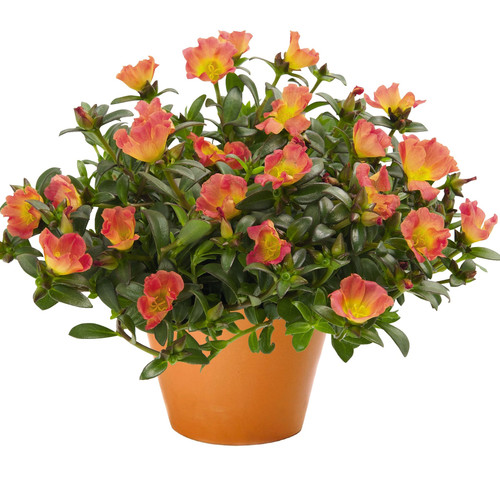 18 72714 Cupcake Carrot 35551 2048x jpg.jpg