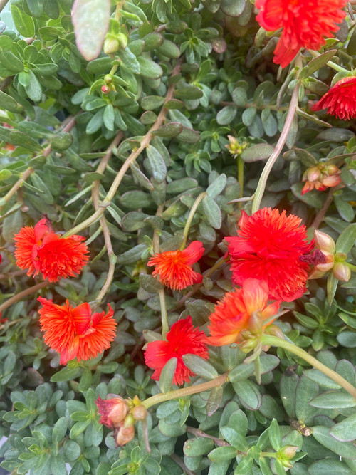 16 il fullxfull 5943850537 f2i1 jpg.jpg