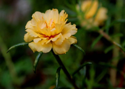 close-up - macro - view of a beautiful yellow color small moss rose - Portulaca - flower.jpg