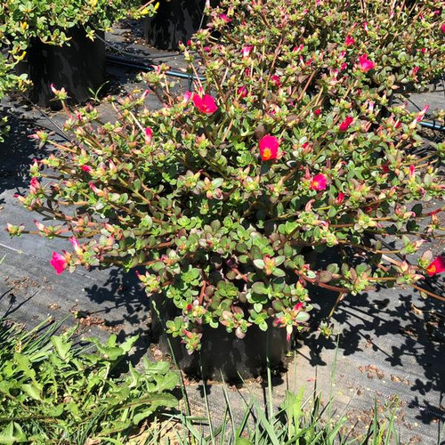 19 ALPHA2 2248 jpg.jpg