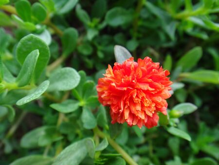 15 89617329 portulaca green purslane cultivated purslane sun jewel ten o clock flower eleven o clock.jpg