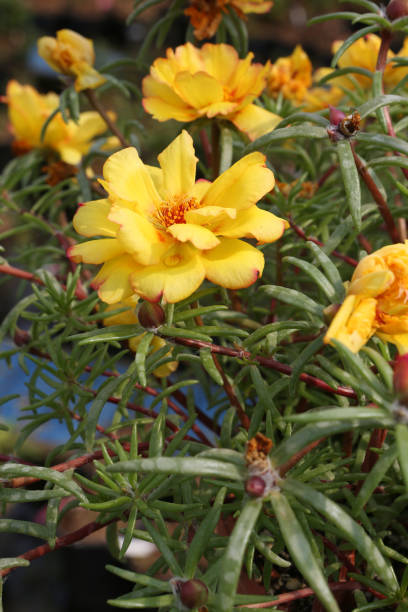 Portulaca oleracea (common purslane, little hogweed or pursley). Yellow flowers in flower pot in gar.jpg