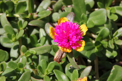 21 Moss Rose Cinderella jpg.jpg