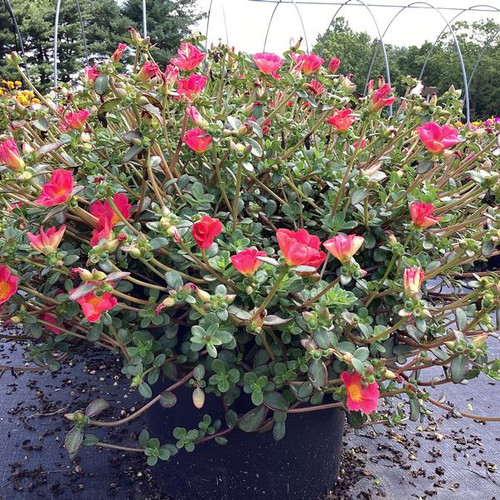 20 ALPHA2 7188 jpg.jpg