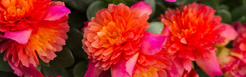 20 Colour Blast Double Magenta Banner scaled jpg.jpg