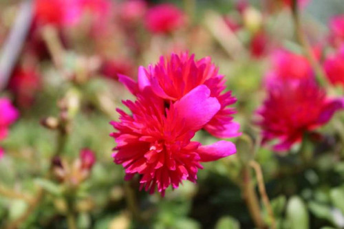 22 Portulaca Colorblast Double Magenta Dallas Arboretum3 864x576 jpg.jpg