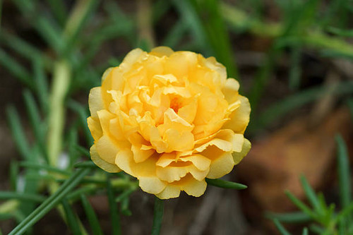 portulaca flower in the garden.jpg