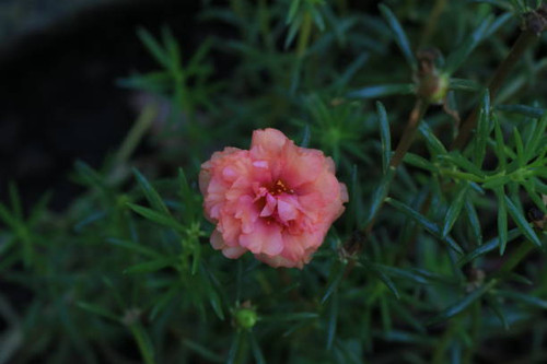 The red mose rose flower with a little pink on its petals. This flower grows in Indonesia and is use.jpg