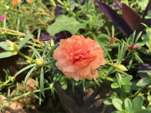 Portulaca grandiflora in a large pot..jpg