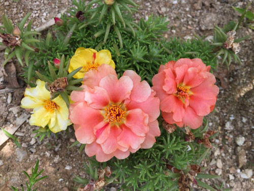 several color rose moss.jpg