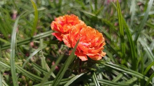 Rosa centifolia muscosa in the garden.jpg