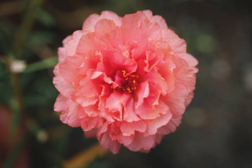 Red coral Portulaca oleracea flower blooming in garden with green leaf ,Edited Film look concept (Se.jpg