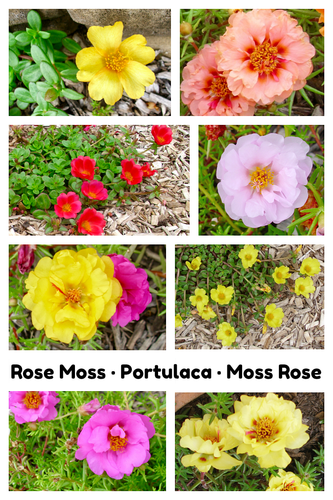 Rose Moss Portulaca Moss Rose.png