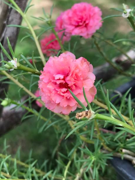 Portulaca grandiflora or Moss rose or Mexican rose or Vietnam rose or Sun rose or Rock rose or Moss-.jpg