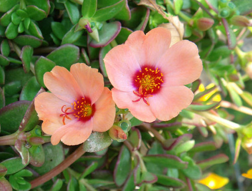 Portulaca grandiflora in bloom.jpg