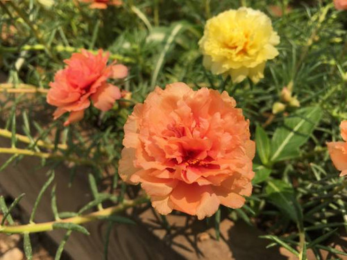Portulaca grandiflora in a large pot..jpg