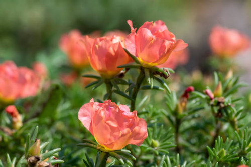 Portulaca grandiflora moss-rose flowering plant, pale pink orange color rock rose purslane flowers i.jpg