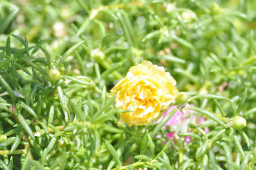Common Purslane, Verdolaga or Pusley flower.jpg