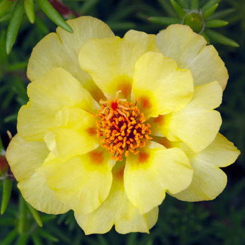 Portulaca oleracea flowers photographed close-up. Ornamental vegetation in the garden..jpg