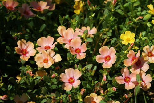 purslane flowers peach.jpg