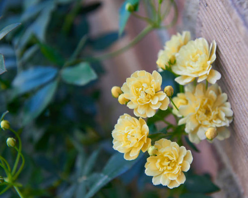 Small and delicate yellow roses just bloomed in spring..jpg