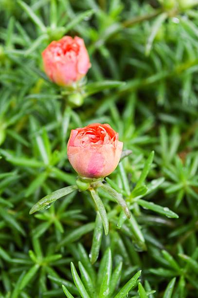 Pusley flower in garden (Portulaca oleracea).jpg