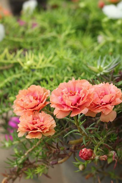 Flowering Purslane - pink flowers at the nature.jpg