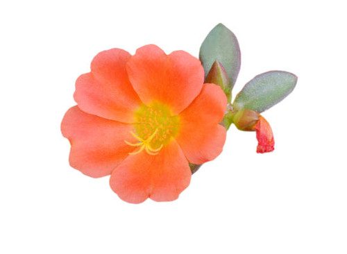 Portulaca oleracea flower, purslane flowers.jpg