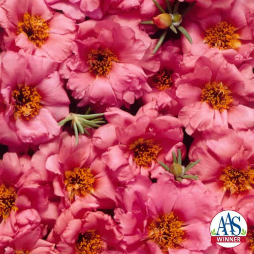 Portulaca Sundial Peach 120.jpg